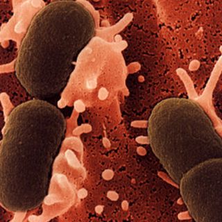 Infección con ciertas bacterias podría contrarrestar enfermedad de Crohn