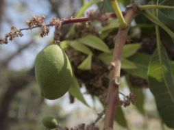 En 2010 se tuvo una producción de unas 30 mil toneladas de mango con calidad de exportación. ARCHIVO  /