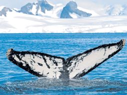 Las ballenas australes pueden apreciarse en las costas chilenas durante el mes de mayo y diciembre.ELUNIVERSAL  /
