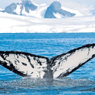 Ballenas para el mes de mayo
