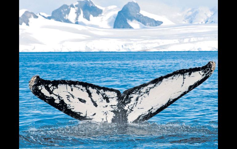 Las ballenas australes pueden apreciarse en las costas chilenas durante el mes de mayo y diciembre.ELUNIVERSAL  /
