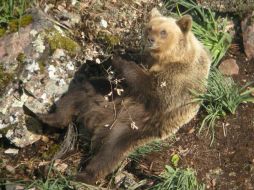 Definen la experiencia de la osa como un ''éxito''. EFE  /
