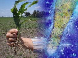 Uno de los métodos que utilizaron fue el llamado Polimorfismo Conformacional de una Sola Hebra. ID  /