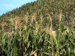 Calderón convocó a todos los mexicanos a formar una ''revolución verde'' del alimento que necesitan las familias mexicanas. ARCHIVO  /