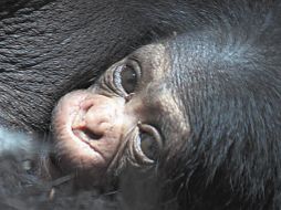 CRÉDITO DE FOTOS: ZOOLÓGICO GUADALAJARA  /