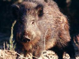 Los jabalíes, suelen acumular el cesio radiactivo en sus músculos. ESPECIAL  /