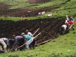 Experiencia en temas rurales. ID  /
