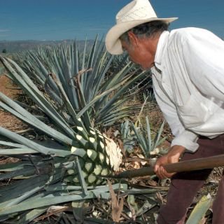La Ruta del Tequila se fortalece con nuevas inversiones