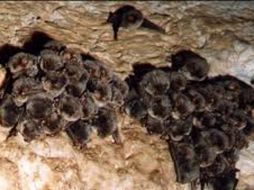 Los murciélagos han vivido escondidos en las grietas y oquedades de los edificios. ESPECIAL  /