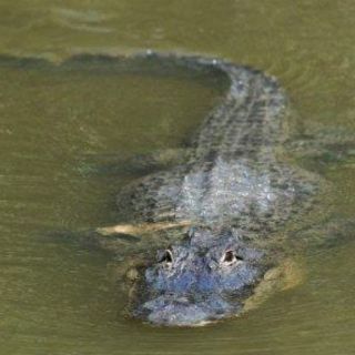 Un zoológico en Nicaragua lucha por salvar a un cocodrilo ''anoréxico''