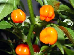 Esta especie de chile es una de las de mayor importancia en nuestro país. ID  /