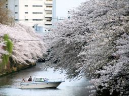 Comienza la temporada del 'hanami'  (tradición japonesa que consiste en la contemplación de la belleza de los cerezos en flor). NTX  /