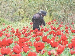 Policías y militares de Guatemala llegan a inutilizar sembradíos de amapola en la Frontera Sur de México. AFP  /