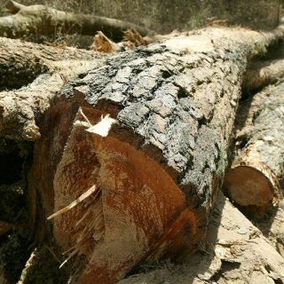 Brasil explotará países amazónicos para combatir con la deforestación