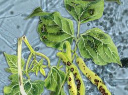 El hongo Trichoderma auxiliar en la eliminación de organismos dañinos en la planta del fríjol. ID  /