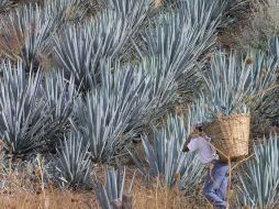 El objetivo de la muestra es que visitantes y ciudadanos aprecien el espectáculo visual que representa el paisaje agavero. R. TORRES  /
