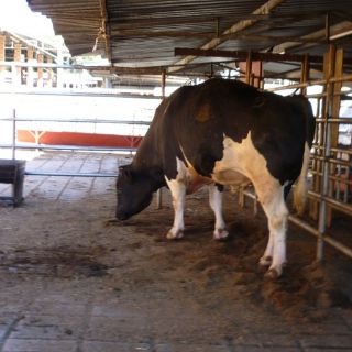 Ganaderos esperan que periodo vacacional no les sea perjudicial