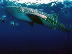 La zona protegida cubrirá unos 661.600 kilómetros cuadrados. EFE  /