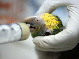 Un loro recién nacido que su especie se encuentra en peligro de extinción es alimentado en el área de cría de aves. NTX  /