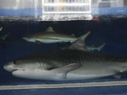Un tiburón tigre nada en un acuario en las instalaciones del parque marino de Manila. EFE  /