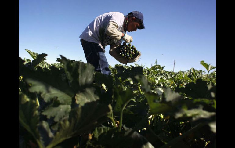 El campo mexicano está caracterizado por la concentración de 65% de la pobreza en el medio rural. ARCHIVO  /