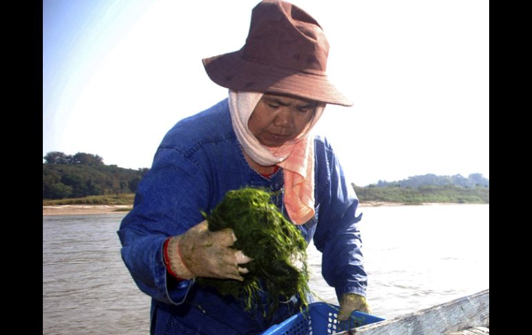 Ecologistas advierten que la infraestructura impactará en el medio ambiente y la pesca, de la que viven millones en el Mekong. AP  /