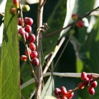 Mantiene Chiapas número uno en producción de café orgánico