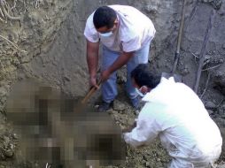 Aspecto de la exhumación de cuerpos de fosa clandestina en Tamaulipas; este sábado se localizó una en Nuevo Léon. AFP  /