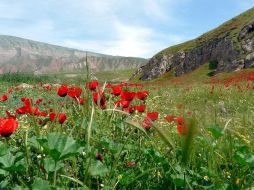 En algunos tratados de herbología, se atribuye a la amapola común, en infusión, un suave efecto sedante sobre el sistema nervioso. EFE  /