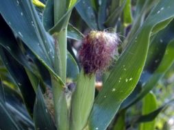 Puebla tiene un millón 100 mil hectáreas cultivables y se siembran 660 mil de maíz. ARCHIVO  /