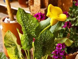 El evento tiene 36 años de historia. ESPECIAL  /