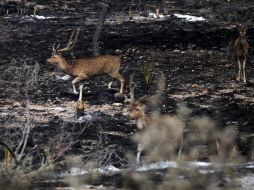 Venados en una de las zonas afectadas por el incendio en Coahuila. EFE  /