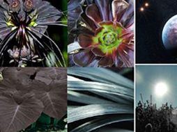 La vida de las plantas se adaptan a los soles. ESPECIAL ROYAL ASTRONOMICAL SOCIETY  /