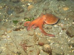 Tiene características que podrían aliviar las contracciones involuntarias de los músculos. ID  /