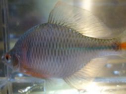 Un robot capaz de ayudar a recuperar el hábitat del pez ''Nippon Baratanago''. ESPECIAL  /