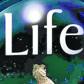 Permanencia voluntaria en familia