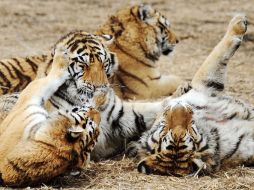 Los nueve tigres de bengala y dos pumas pertenecían a un empresario de Cancún. NTX  /