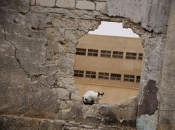 Un gato descansa en el hueco de una pared hecho por un proyectil en Adjabiya. EFE  /