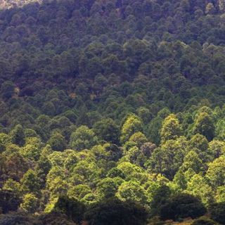 Decisiones gubernamentales, en detrimento del medio ambiente