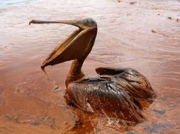 La petrolera BP proveerá mil millones de dólares a proyectos para compensar los daños a fauna y flora en el Golfo de México. ARCHIVO  /