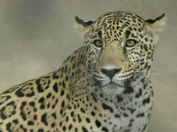 A este felino lo consideraban como símbolo de poderío militar y de realeza. ARCHIVO  /