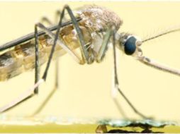 Señaló que los efectos mortales sobre las larvas del mosco deben ocurrir antes de 24 horas, como lo exige la OMS. ESPECIAL  /