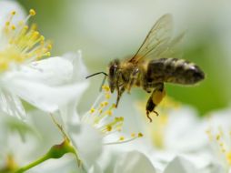 Una de las protehínas que contiene la jalea real es el ingrediente activo que provoca que una larva de abeja se convierta en reina. AFP  /