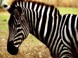 El zoológico El Centenario recibirá en donación 27 ejemplares  /