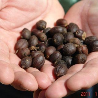 Mejoran los ingresos de los cafetaleros de Jalisco