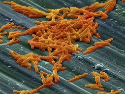Empleando el proceso de las aguas negras por vía anaerobia con bacterias clostridium se busca producir el hidrógeno. ESPECIAL  /