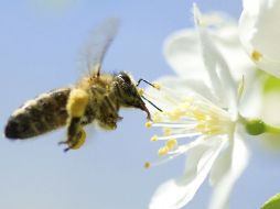 Una larva de abeja hembra, puede convertirse tanto en una obrera estéril como en una reina. EFE  /