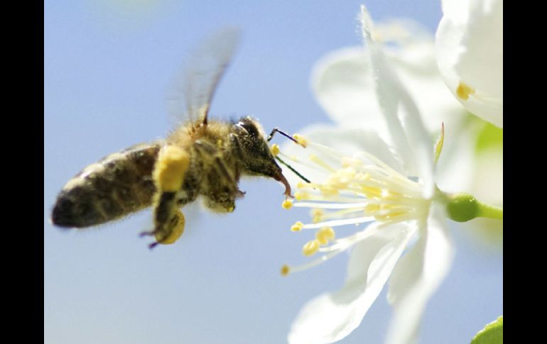 Una larva de abeja hembra, puede convertirse tanto en una obrera estéril como en una reina. EFE  /