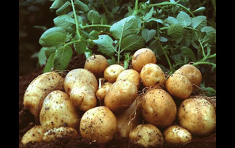 El nuevo acuerdo facilitará y simplificará el esquema mediante el cual se avisa a las dependencias del uso de transgénicos. EFE  /