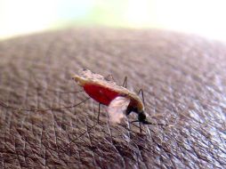 La Unión Africana reunió la semana pasada a los ministros de Sanidad del continente en Namibia para analizar las consecuencias.EFE  /